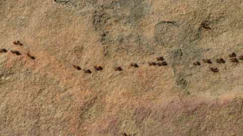 Black ants walking from left to right in line on the stone floor. Stock Footage 140782357