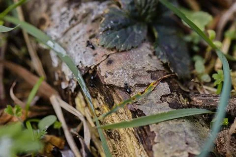 Black ants walking on an old tree trunk in the forest. Stock Photos