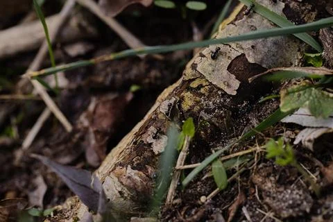 Black ants walking on an old tree trunk in the forest. Stock-Fotos
