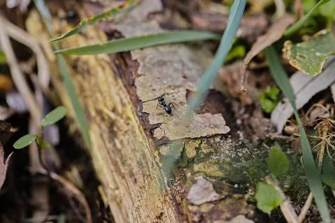 Black ants walking on an old tree trunk in the forest. Stock Photos