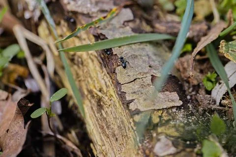 Black ants walking on an old tree trunk in the forest. Stock Photos