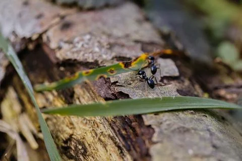 Black ants walking on an old tree trunk in the forest. Stock Photos
