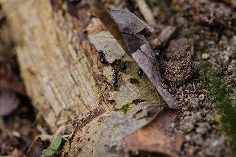 Black ants walking on an old tree trunk in the forest. Stock Photos