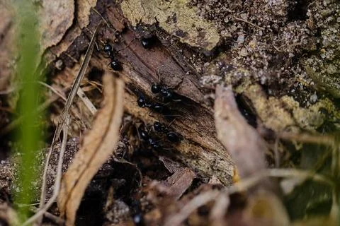 Black ants walking on an old tree trunk in the forest. Stock Photos
