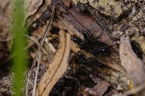 Black ants walking on an old tree trunk in the forest. Stock Photos