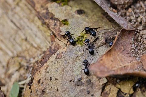 Black ants walking on an old tree trunk in the forest. Stock Photos