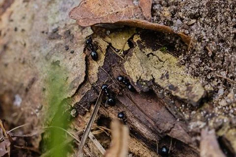 Black ants walking on an old tree trunk in the forest. Stock Photos