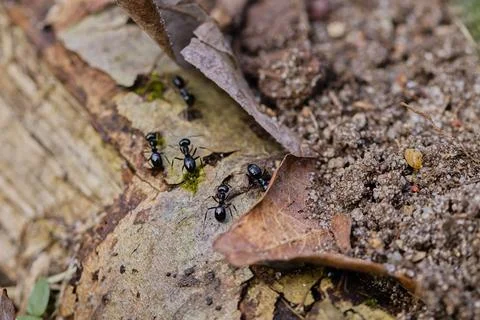 Black ants walking on an old tree trunk in the forest. Stock Photos