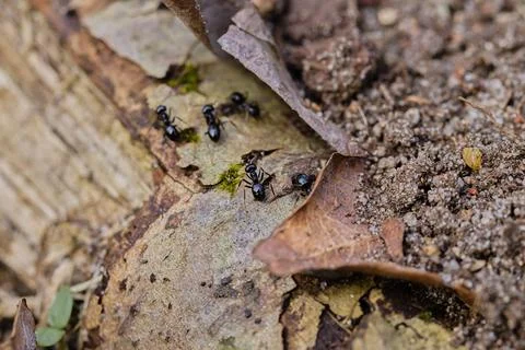 Black ants walking on an old tree trunk in the forest. Stock-Fotos