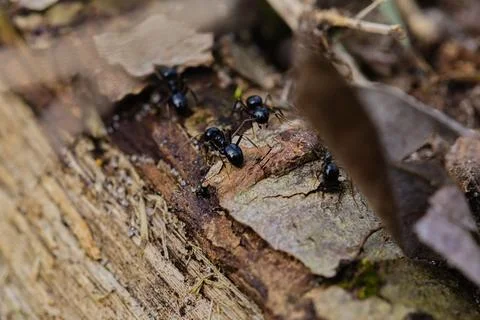 Black ants walking on an old tree trunk in the forest. Stock Photos