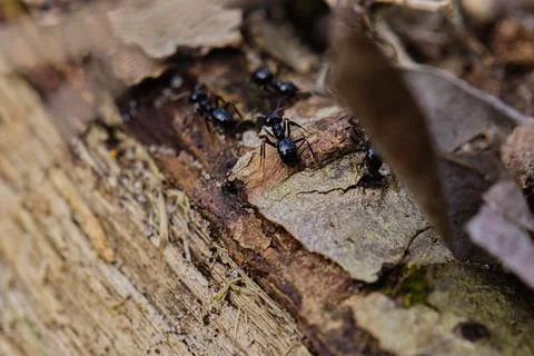 Black ants walking on an old tree trunk in the forest. Stock Photos