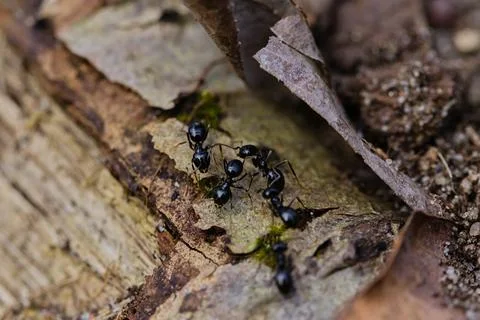 Black ants walking on an old tree trunk in the forest. Stock Photos
