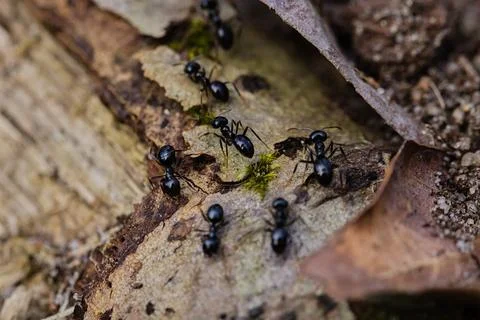 Black ants walking on an old tree trunk in the forest. Stock Photos