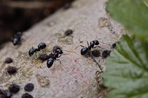 Black ants walking on an old tree trunk in the forest. Stock Photos