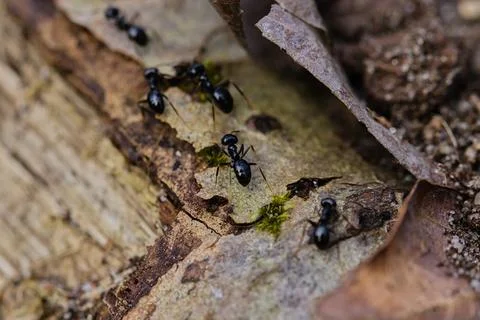 Black ants walking on an old tree trunk in the forest. Stock Photos