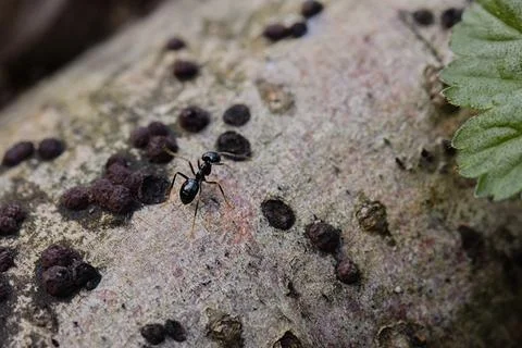 Black ants walking on an old tree trunk in the forest. Stock Photos