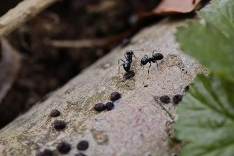 Black ants walking on an old tree trunk in the forest. Stock Photos