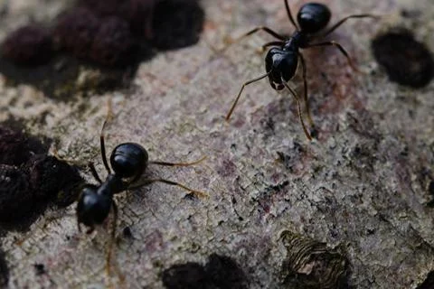 Black ants walking on an old tree trunk in the forest. Stock Photos