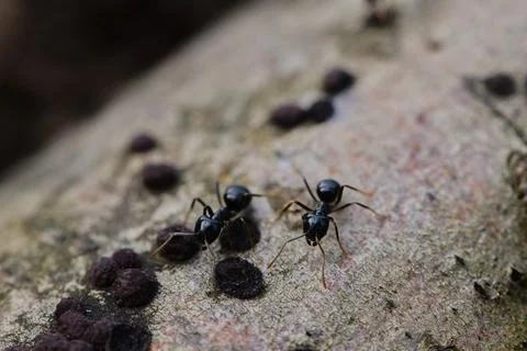 Black ants walking on an old tree trunk in the forest. Stock Photos