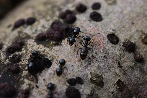 Black ants walking on an old tree trunk in the forest. Stock Photos