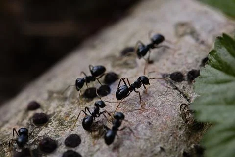 Black ants walking on an old tree trunk in the forest. Stock Photos