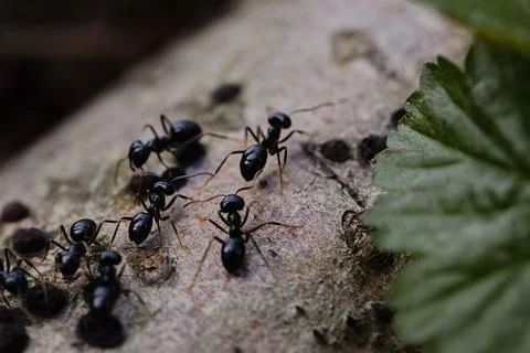 Black ants walking on an old tree trunk in the forest. Stock Photos