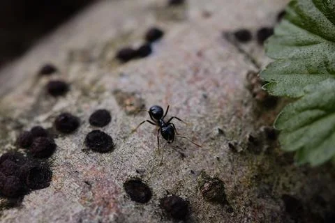 Black ants walking on an old tree trunk in the forest. Stock Photos