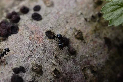 Black ants walking on an old tree trunk in the forest. Stock-Fotos