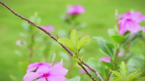 Black ants walking on plant stem Stock Footage 274450061