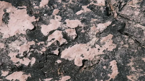 Black ants walking from right to left on the stone floor. Stock Footage 153951606