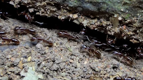 Black ants walking on timber. Vídeos de archivo 95760942