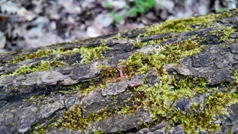 Black ants walking on tree bark Vídeo Stock 272988780