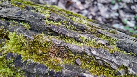 Black ants walking on tree bark Stock Footage 272988832