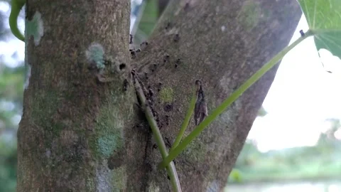 Black ants walking on tree trunks Video stock 195188857