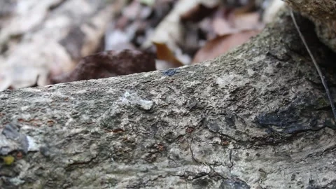 Black ants walking on the wood or root Stock Footage 295493553