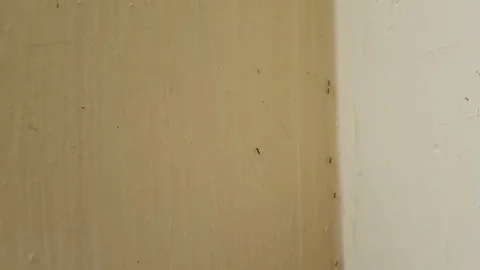 Black ants on the wall Video stock 83634516