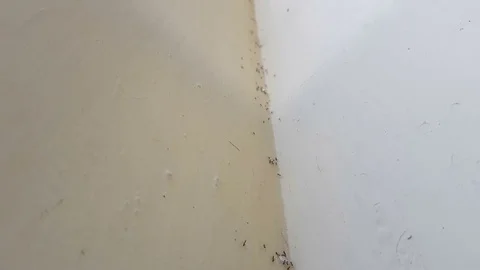 Black ants on the wall Stock-Footage 83634517