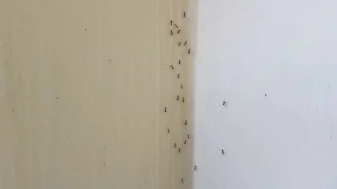Black ants on the wall Stock Footage 83634567