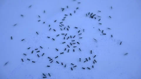Black ants on white background. Stock Footage 255832045