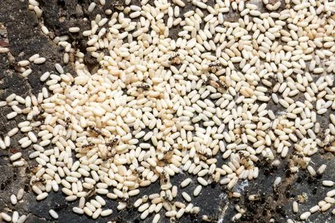 Black ants with white eggs on old stump Stock Photos