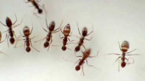 Black Ants on White Surface Video stock 82147438