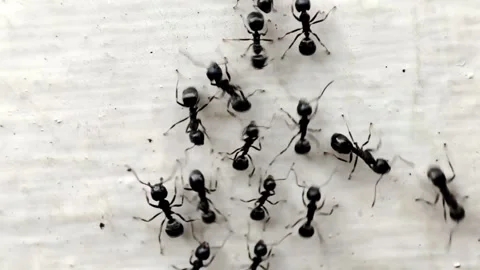 Black ants on the white wall Stock Footage 219909751