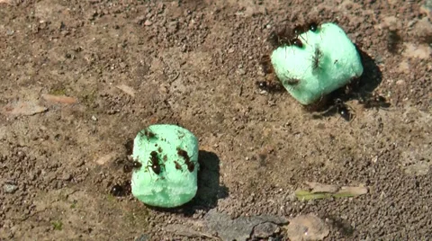 Black ants at work Stock Footage 36678998