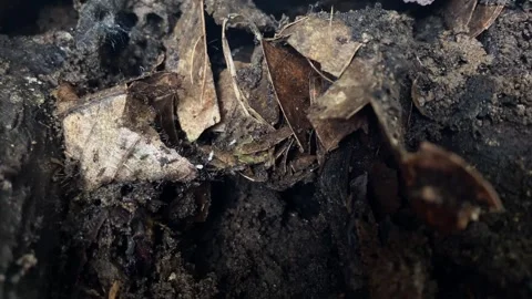 Black Ants workers migrate from one place to another Video stock 347544126
