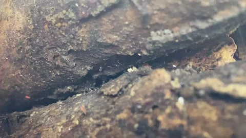 Black Ants workers migrate from one place to another Stockbeeldmateriaal 347544135