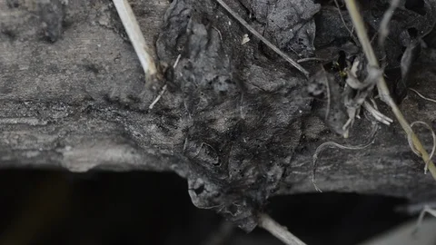 Black Ants working on the dried leave. Stock-Footage 86342170