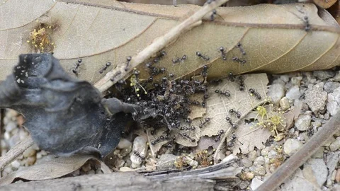 Black Ants working on the dried leaves in dry season. Stock Footage 86342005