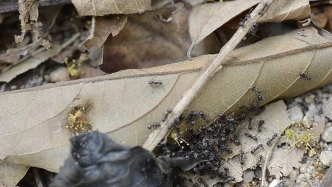Black Ants working on the dried leaves in dry season. 스톡 동영상 86342017