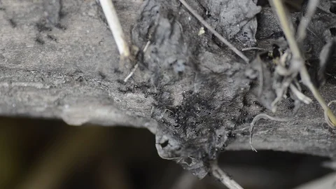 Black Ants working on the dried leaves in dry season. Stock Footage 86342142