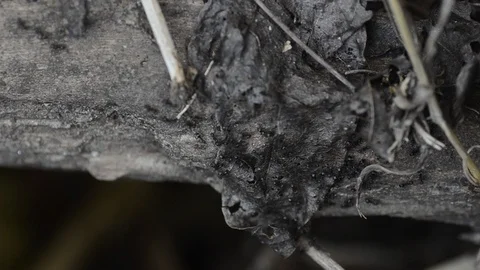 Black Ants working on the dried leaves. Stock Footage 86342149